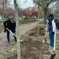 Осіннє озеленення Києва: нові липи, клени й яблуні прикрасили столицю