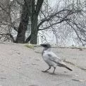Рідкісна біла ворона з’явилася в Києві: що кажуть біологи