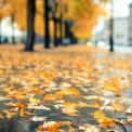 Вівторок у Києві буде похмурим і дощовим, але з м’яким теплом до +12°
