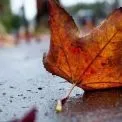 Погода в Києві 12 листопада: хмари, прохолода та невеликий дощ