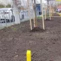 У Києві триває осіння висадка дерев: нові клени з’явилися в Деснянському районі