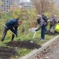 Затишок і чисте повітря: у парку «Позняки» висадили молоді верби