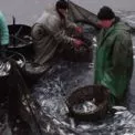 Канівське водосховище поповнили молоддю риби: понад 6,5 тисяч екземплярів за бюджетні кошти