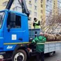 Київзеленбуд поповнює зелені зони: у Солом’янському висадили клени й липи