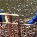 Київ готує водойми до паводків: «Плесо» очистило Совські ставки та інші водотоки