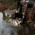 Київщина відновлює екосистеми: у Бородянські озера заселили два види риби