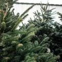 4 грудня у Києві відкриють 141 ярмарок із продажу легальних новорічних ялинок: оприлюднили повний перелік адрес