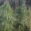 На Вишгородщині викрили «лабораторію» з вирощування конопель: вилучено 310 кущів
