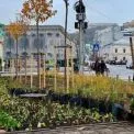 На Контрактовій площі оновили сквер: Поділ отримав сучасний квітковий простір з 16 тисячами рослин
