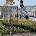 Зелений апгрейд Подолу: у сквері на Контрактовій сформували стійкі квіткові композиції