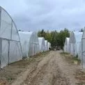 Теплиці з готовим ринком збуту: на Броварщині шукають інвестора для агрокомплексу