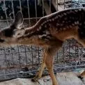 На Київщині в притулку через обстріл померла поранена косуля з ампутованою кінцівкою