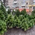 Офіційні ялинкові ярмарки у Києві: адреси для всіх районів і терміни роботи