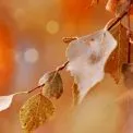 У Києві теплі вихідні: без опадів і до +9°C наприкінці листопада