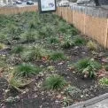 Як у Києві рятують рослини взимку: у Голосіївському районі з’явились захисні щити