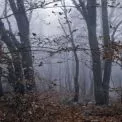 Зима без зими: синоптики прогнозують теплий старт грудня на Київщині