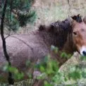 Золотавий кінь у дощовій самотності: кадр із Чорнобильського заповідника вразив соцмережі