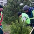 У Деснянському районі з’явилися нові сосни — парки стали зеленішими