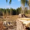 Порушення природоохоронного законодавства: у Києві незаконно вирубали 16 дерев