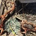 Під Києвом на городі знайшли отруйного скорпіона: мешканців Шкарівки налякала незвична знахідка