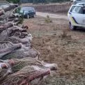 Щоб не різали на свята: у Києві запускають масштабний контроль за хвойними деревами