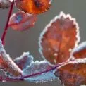 Прохолодні вихідні в Києві: хмарно, без опадів і до +5°C вдень
