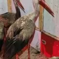 На Київщині врятували дев’ять лелек зі сміттєзвалища: птахи були покриті токсичною рідиною і не могли злетіти