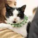 На ВДНГ проведуть фестиваль AdoptMe Days: дім шукатимуть тваринам із понад 40 притулків