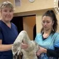 У Києві врятували лебедя з тяжкою травмою крила: птах пережив операцію і бореться за одужання