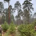 У київських лісах і парках ялинки охороняють поліція та лісівники
