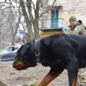 У Києві перевірять собак небезпечних порід: власників запрошують на обов’язкове тестування