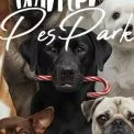 На Арт-заводі «Платформа» відкривають зимовий pet-friendly простір для собак