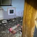 Масове жорстоке поводження з тваринами: на Обухівщині врятували десятки котів