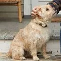 «Ти — космос для тварин»: у Києві стартував проєкт UAnimals про адопцію з Володимиром Кравчуком