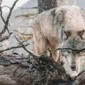 Вовки вже не лише в лісах: тривожні сигнали з сіл Київської області