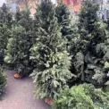 Скільки коштують новорічні ялинки в Києві у грудні 2025 року