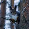 До –12° вночі: синоптики попередили про мороз на Київщині