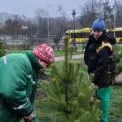 Київ продовжують озеленювати навіть узимку: нові дерева на Оболоні