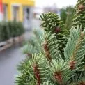 Новорічний Київ змінює звички: живі ялинки більше не must-have