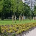 Зелені коридори замість асфальту: де у Києві висаджуватимуть рослини у 2026 році