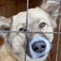 Ведмежатко з великим серцем: у Славутичі пес із притулку шукає родину