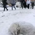 Тепло, їжа і прихисток: як допомогти тваринам пережити зимові мороз