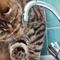 Тимчасове відключення води в Ірпені: де і коли не буде водопостачання