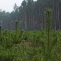 На Київщині працівників «Ліси України» підозрюють у спробі розкрадання ₴100 тисяч