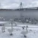 Лебеді на Оболоні залишаються на зиму: що варто знати киянам