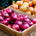Продуктові ярмарки у Києві на вихідних: перелік локацій