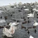 Через мороз і нестачу води у водоймах в Ірпені люди власноруч рятують замерзаючих птахів