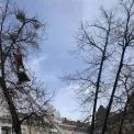 У столичних парках за рік врятували понад 7 тисяч дерев від небезпечного паразита