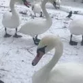 Лебеді залишилися в Києві: як комунальники допомагають птахам узимку