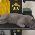 Київ може стати pet-friendly: зареєстровано відповідний проєкт рішення